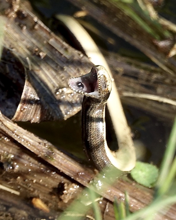 slow-worm